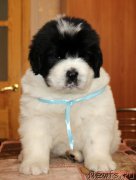 Превью фото № 193846