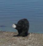 Превью фото № 19394