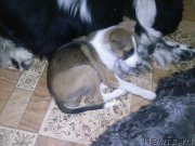 Превью фото № 194037