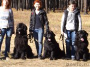 Превью фото № 194117