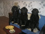 Превью фото № 194122