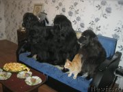 Превью фото № 194123