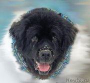 Превью фото № 194136