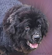 Превью фото № 194143