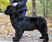 Превью фото № 194285