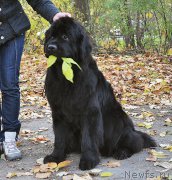 Превью фото № 194287