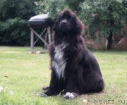 Превью фото № 194428