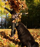 Превью фото № 194455