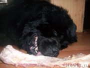 Превью фото № 194475