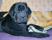 Превью фото № 194544