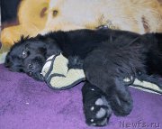 Превью фото № 194545