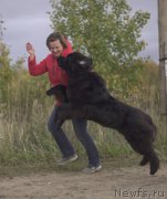 Превью фото № 194554