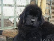 Превью фото № 194558