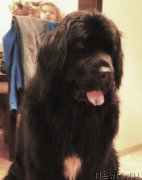 Превью фото № 194571