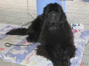 Превью фото № 194595