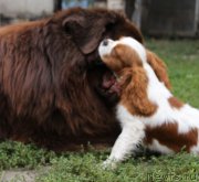 Превью фото № 194599