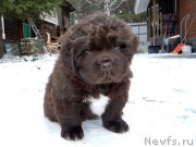 Превью фото № 194617