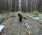 Превью фото № 194632