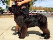 Превью фото № 194671