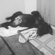 Превью фото № 194723