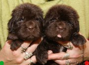 Превью фото № 194741