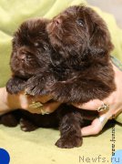 Превью фото № 194743