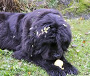 Превью фото № 194809