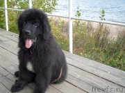 Превью фото № 194815