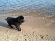 Превью фото № 194816