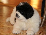 Превью фото № 194902