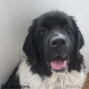 Превью фото № 194942