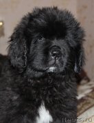 Превью фото № 194997