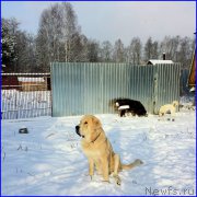 Превью фото № 195033