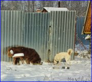 Превью фото № 195038