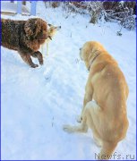 Превью фото № 195043