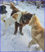 Превью фото № 195045