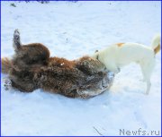 Превью фото № 195049