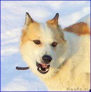 Превью фото № 195051