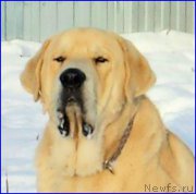 Превью фото № 195057