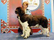 Превью фото № 195094