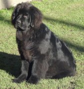 Превью фото № 195099