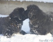 Превью фото № 195119