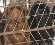 Превью фото № 195130