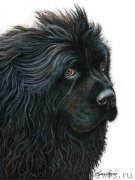 Превью фото № 195134