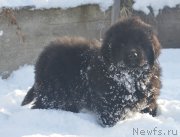 Превью фото № 195144