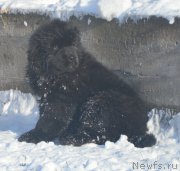 Превью фото № 195145