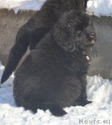 Превью фото № 195146