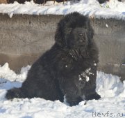 Превью фото № 195148