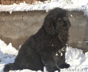 Превью фото № 195149