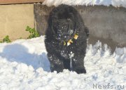 Превью фото № 195153